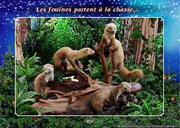 Forêt du Père Noël (058) Fouines